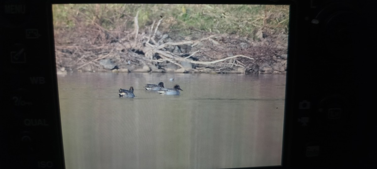 Green-winged Teal - ML647134141
