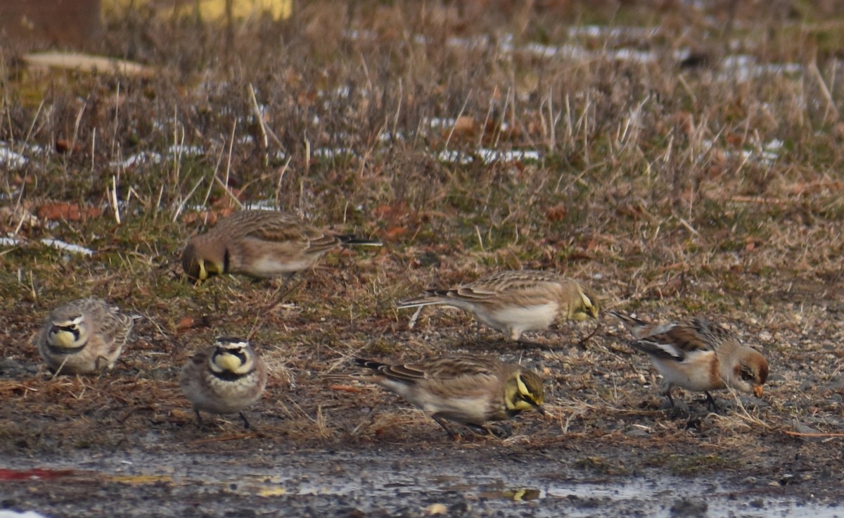 Snow Bunting - ML647134142