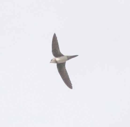 Alpine Swift - ML647134143