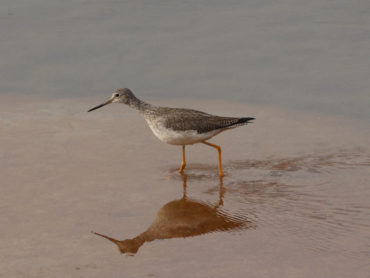 Greater Yellowlegs - ML647134144
