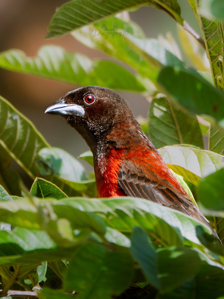 Crimson-backed Tanager - ML647134145