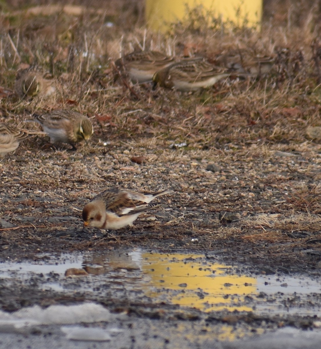 Snow Bunting - ML647134146
