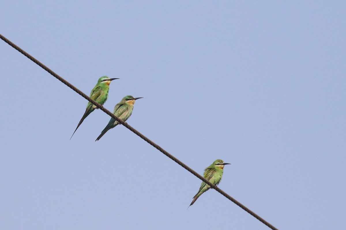 שרקרק ירוק - ML647134156