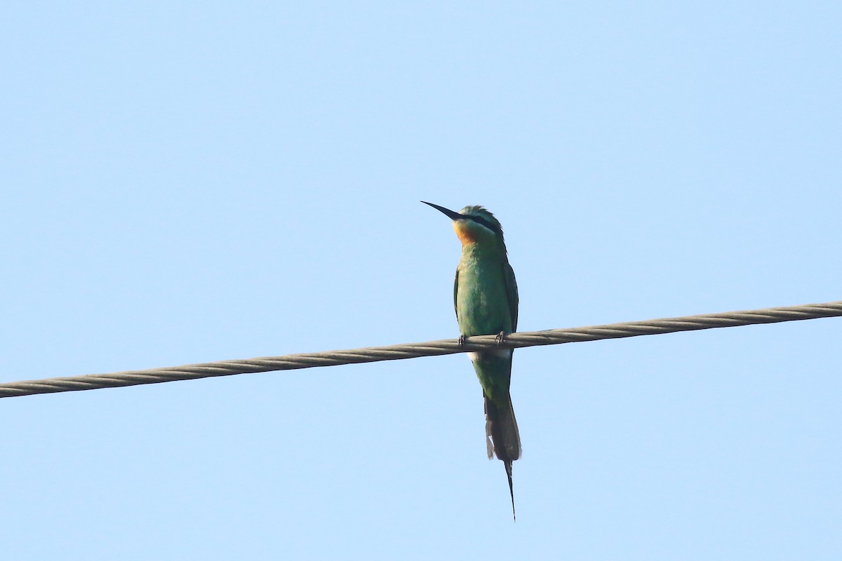 שרקרק ירוק - ML647134158