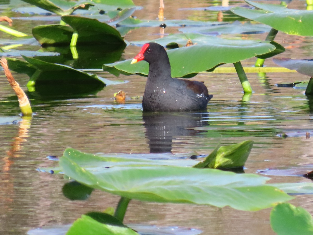 Uroilo amerikarra - ML647134160