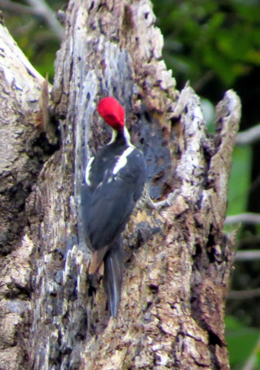 シマクマゲラ - ML647134168