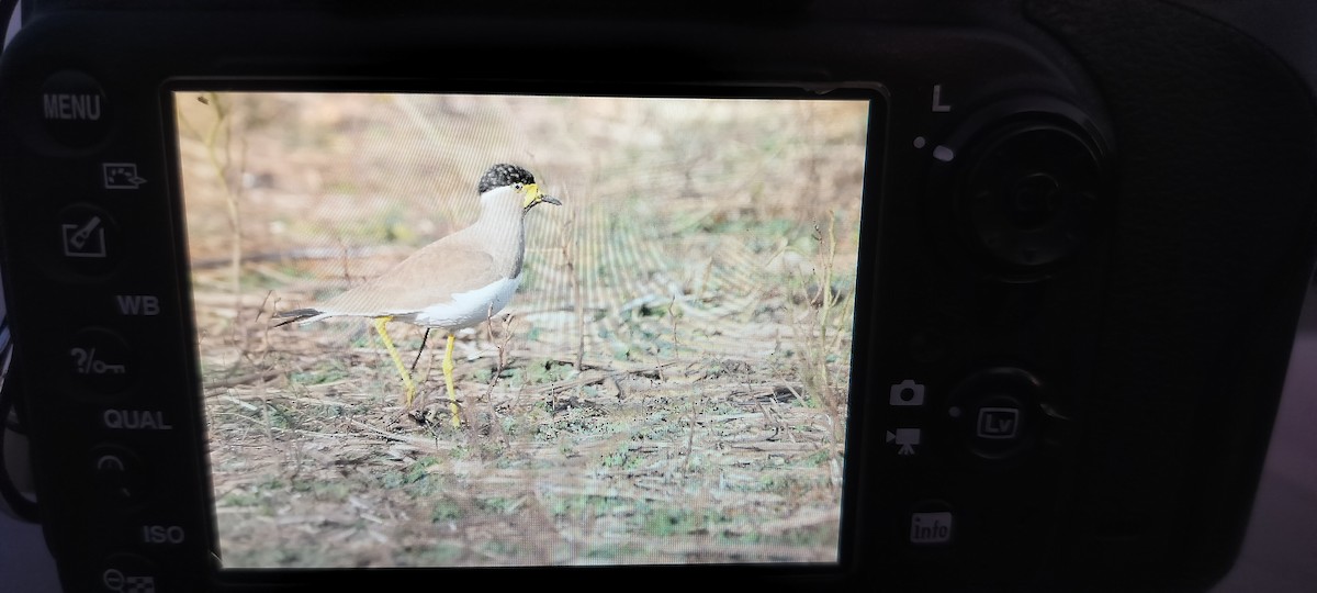 Vanneau de Malabar - ML647134170