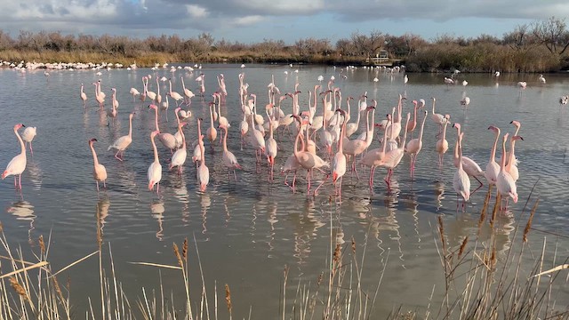 Fenicottero - ML647134179