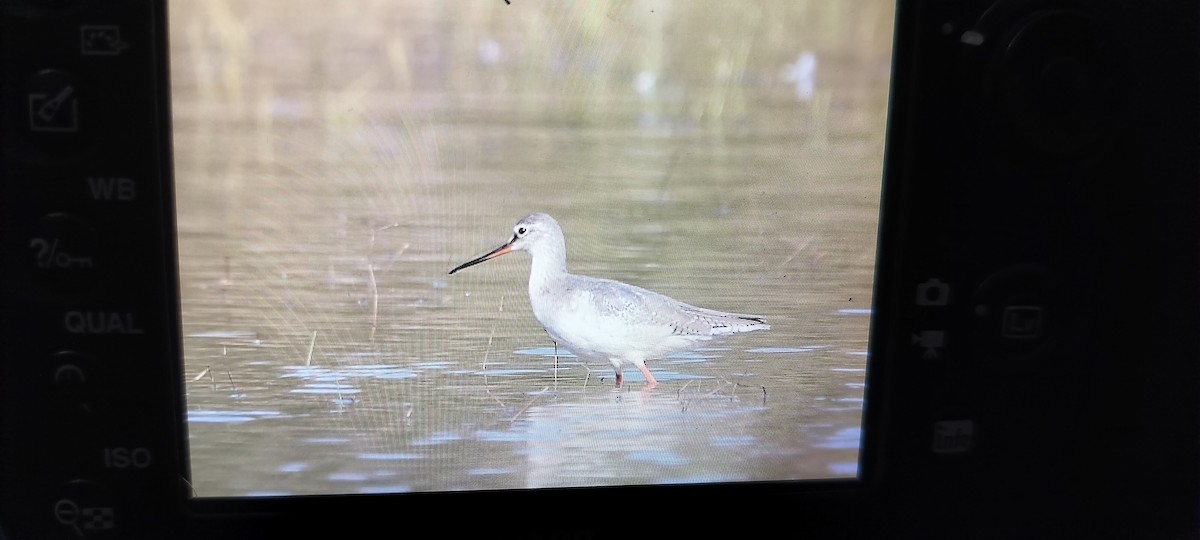 ביצנית לבנת-כנף - ML647134193