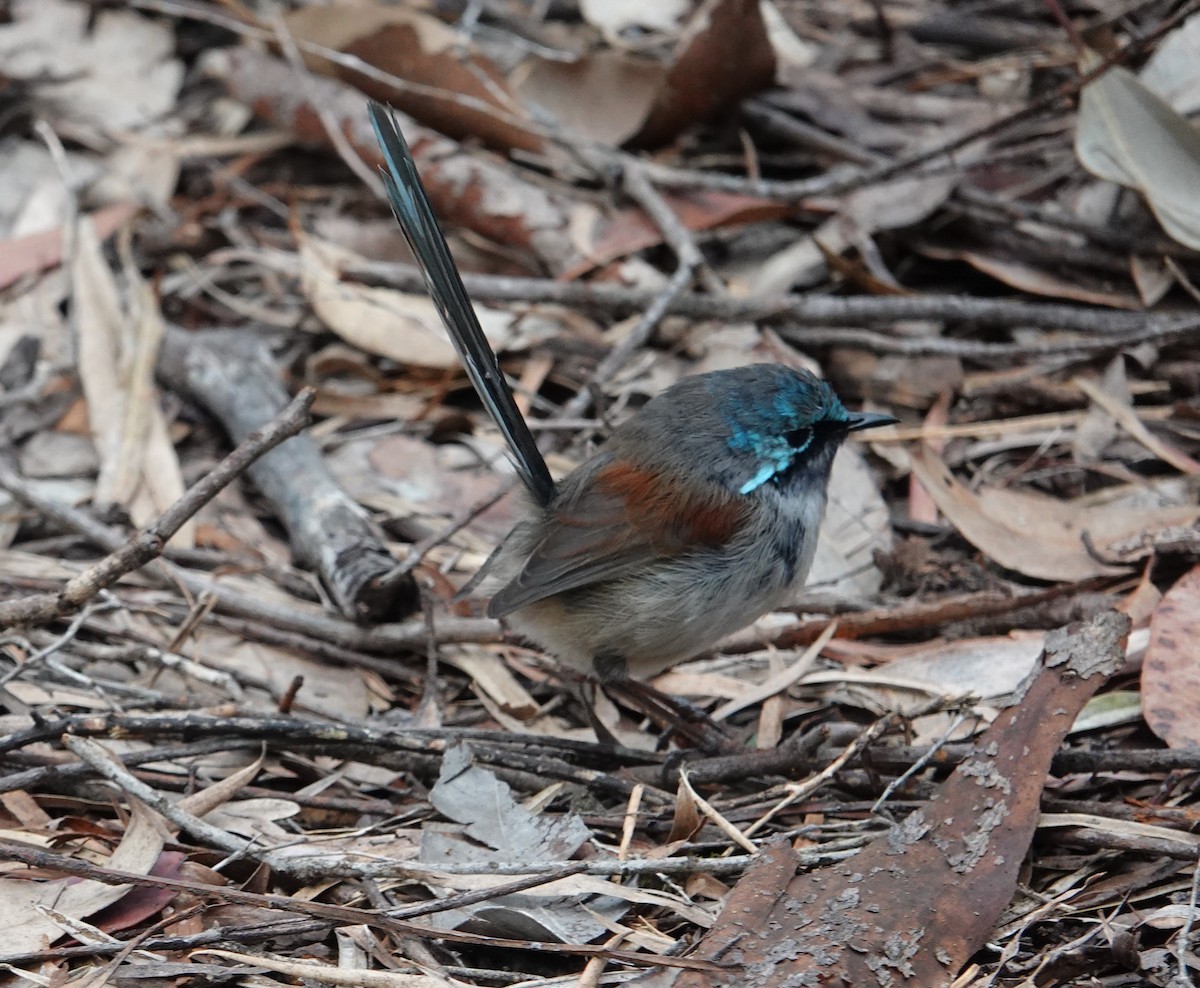 Red-winged Fairywren - ML647134195