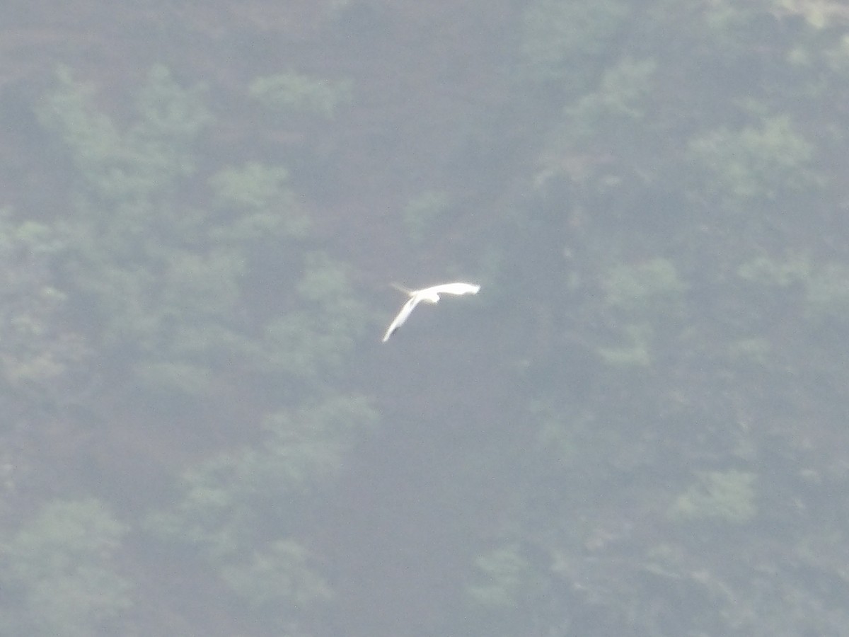 White-tailed Tropicbird (Pacific) - ML647134203