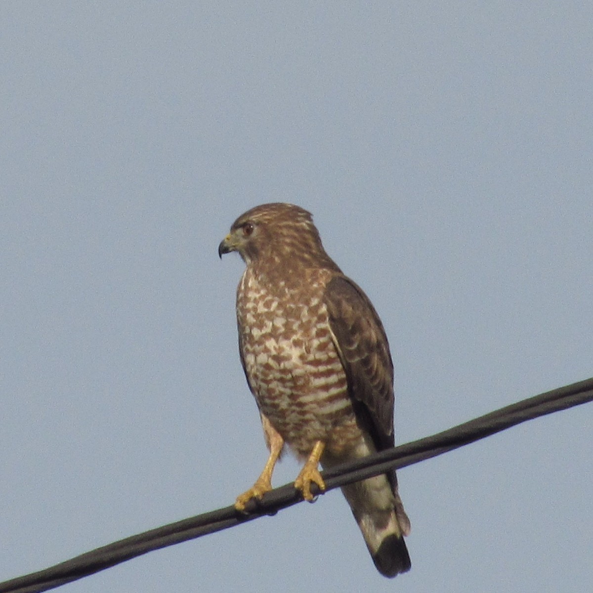 Broad-winged Hawk - ML647134204