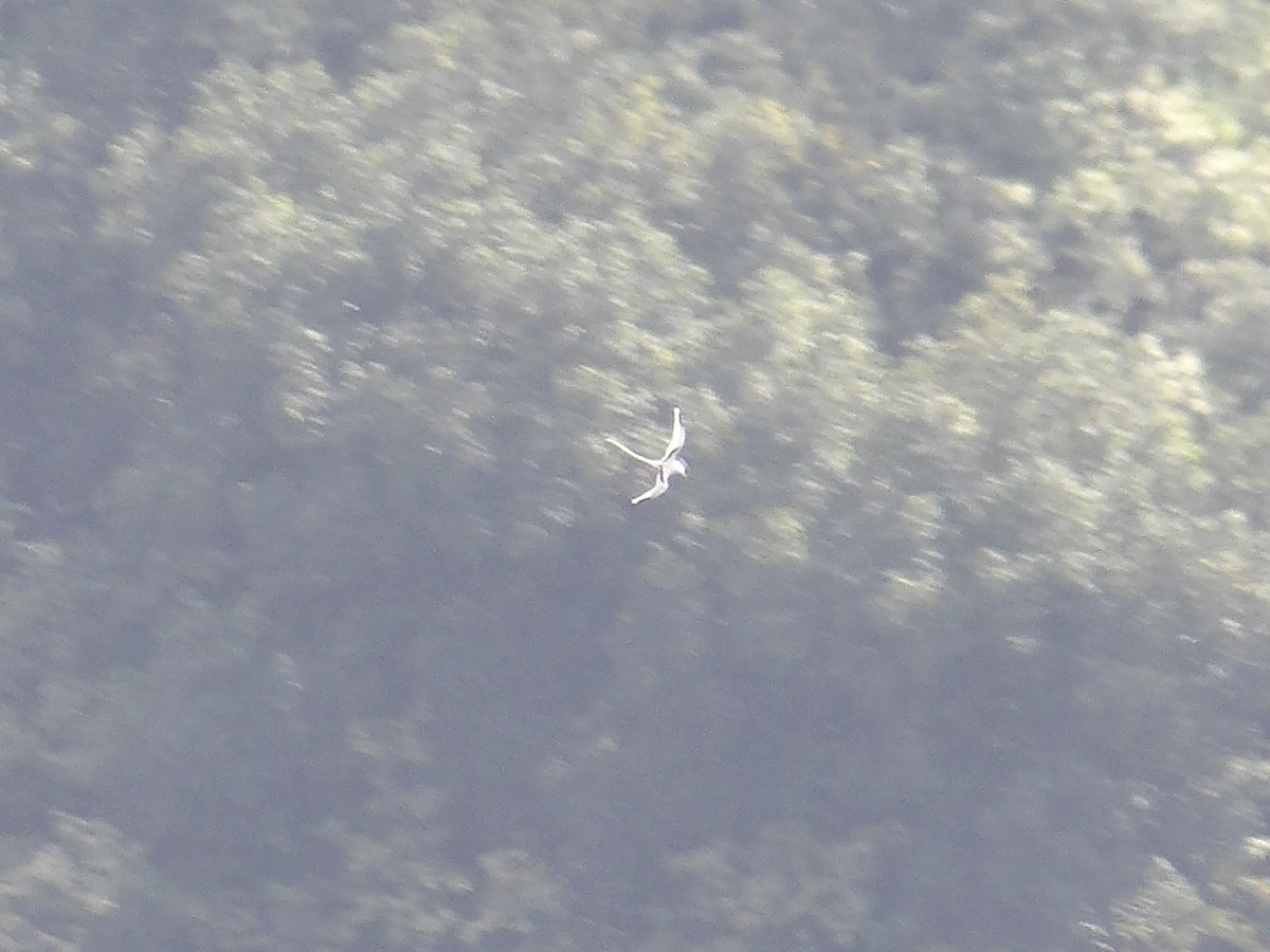 White-tailed Tropicbird (Pacific) - ML647134209