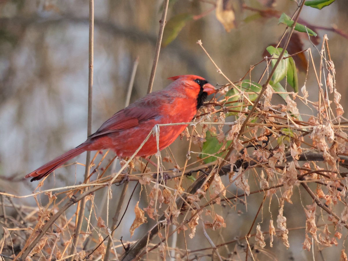 rødkardinal - ML647134216