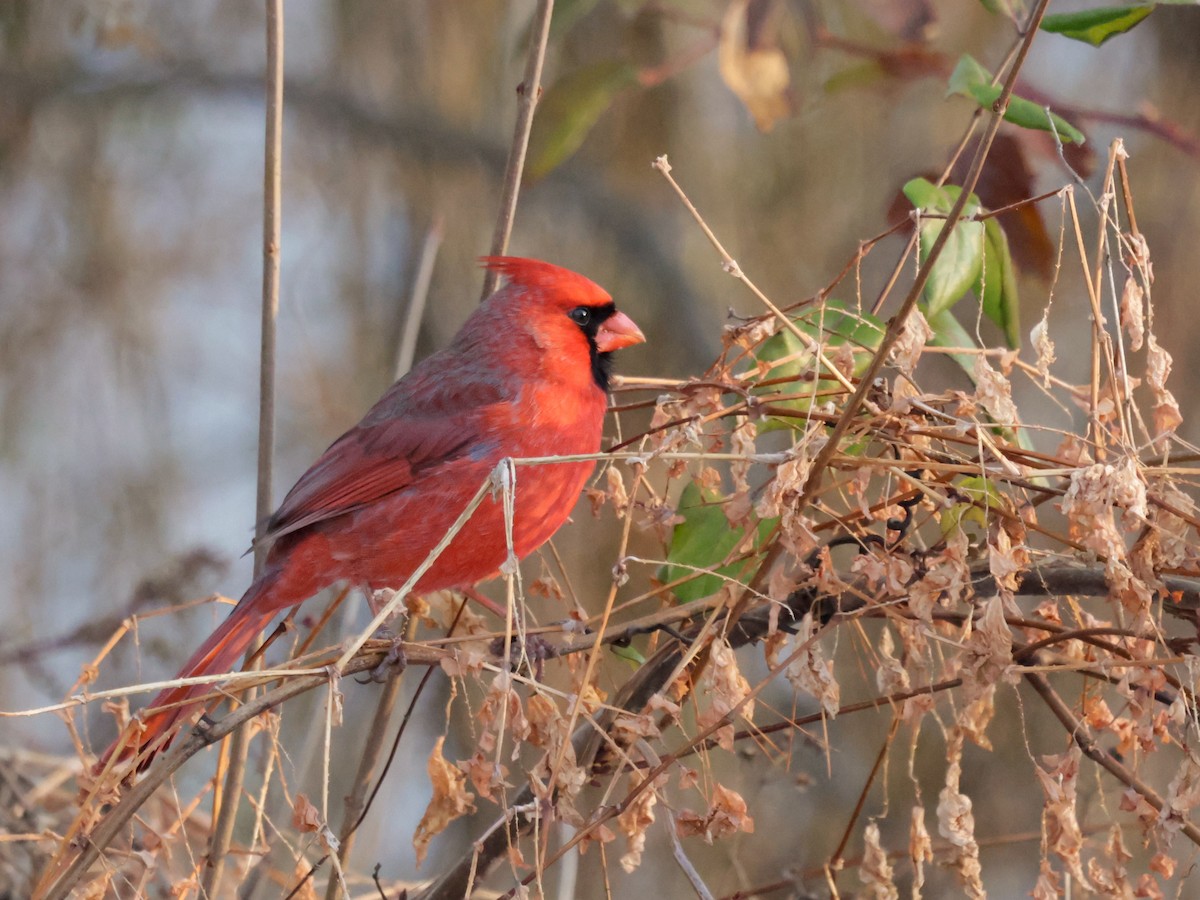 rødkardinal - ML647134217