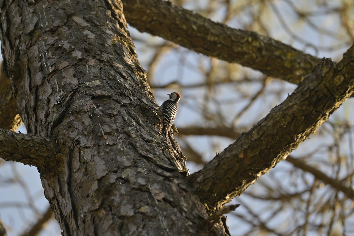 Brown-fronted Woodpecker - ML647134219
