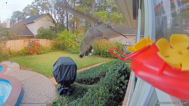 Black-chinned Hummingbird - ML647134220