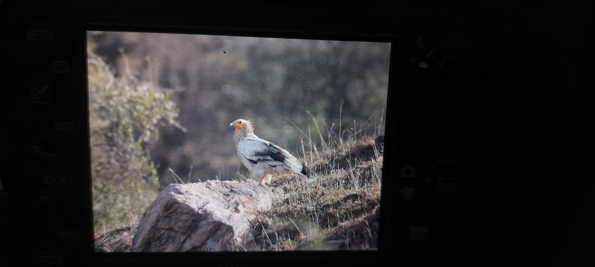 רחם מדברי - ML647134225