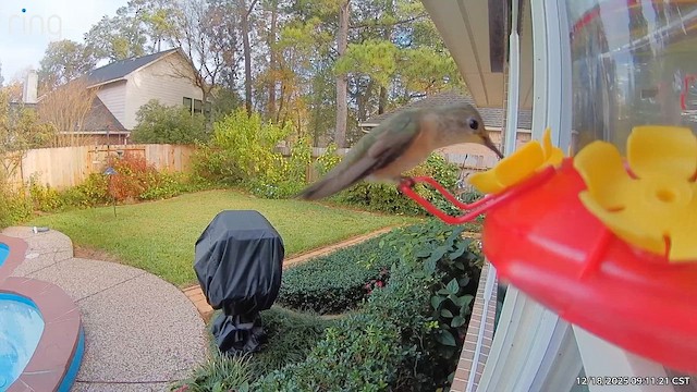 Broad-tailed Hummingbird - ML647134229