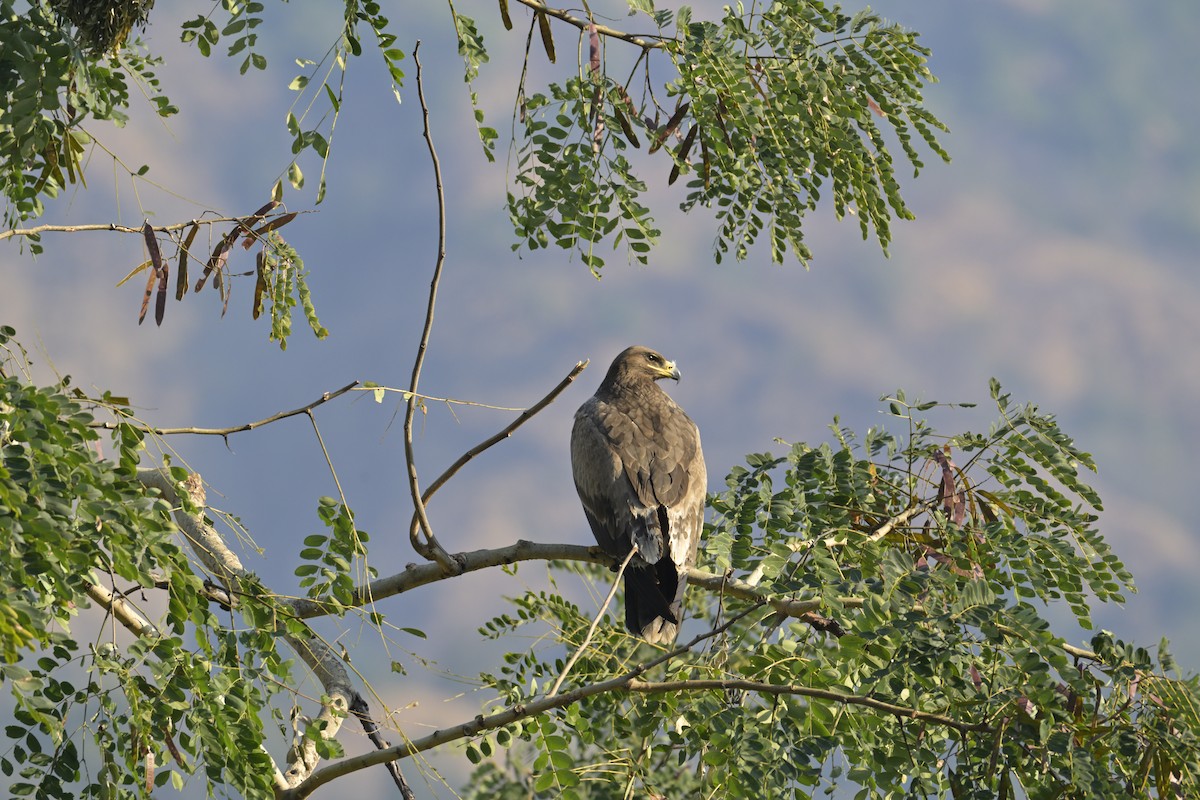 Steppe Eagle - ML647134230