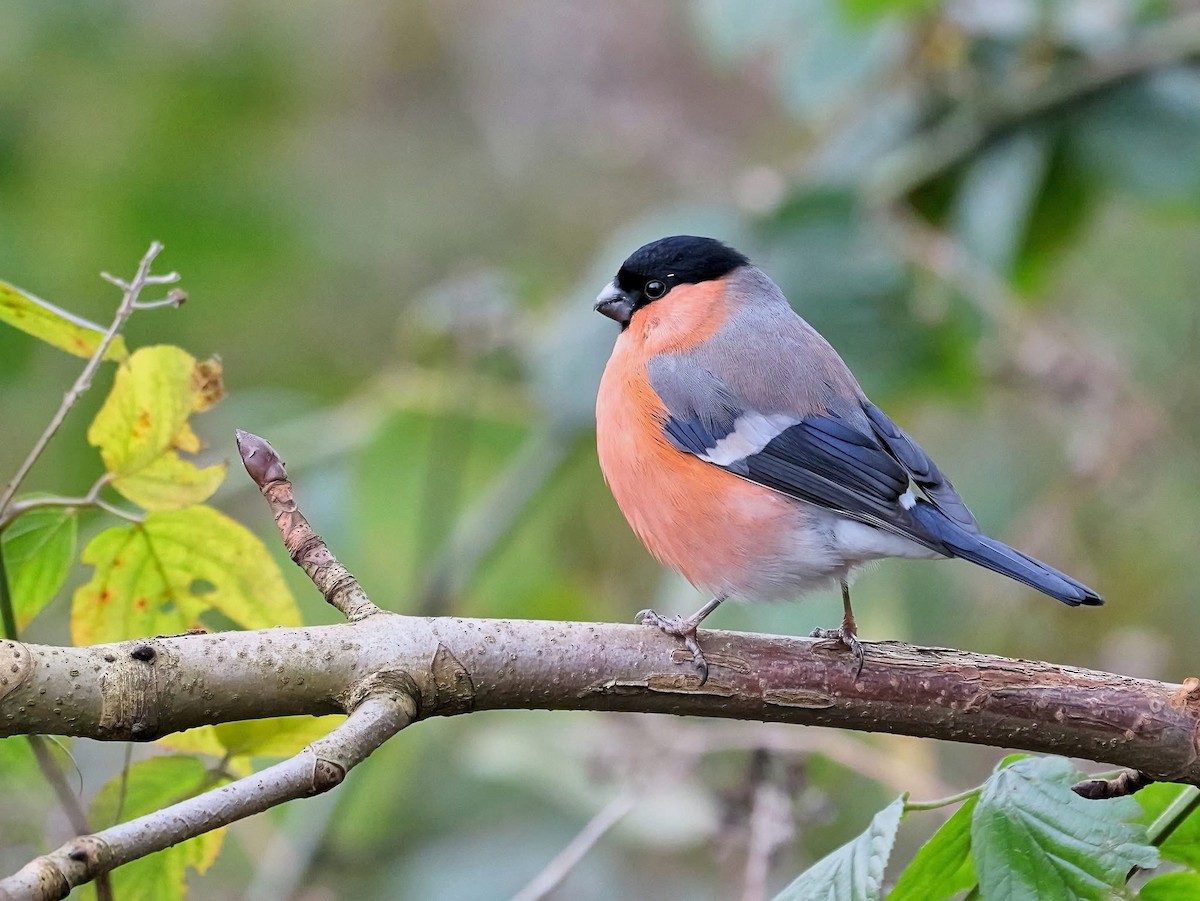 Eurasian Bullfinch (Eurasian) - ML647134231