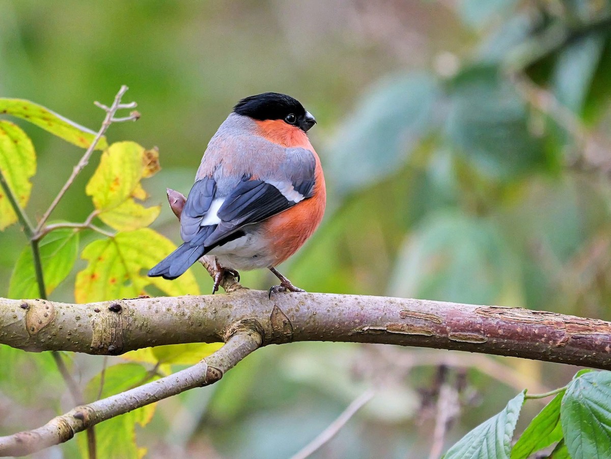 Eurasian Bullfinch (Eurasian) - ML647134232