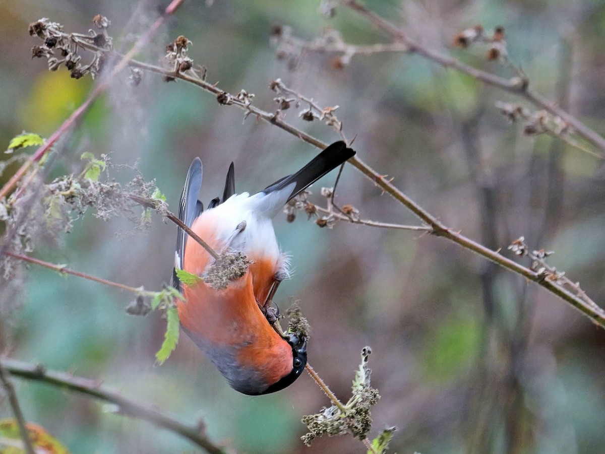 Eurasian Bullfinch (Eurasian) - ML647134233