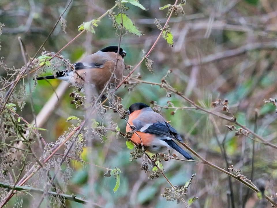 Eurasian Bullfinch (Eurasian) - ML647134234
