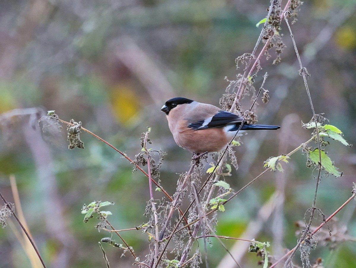 Eurasian Bullfinch (Eurasian) - ML647134235