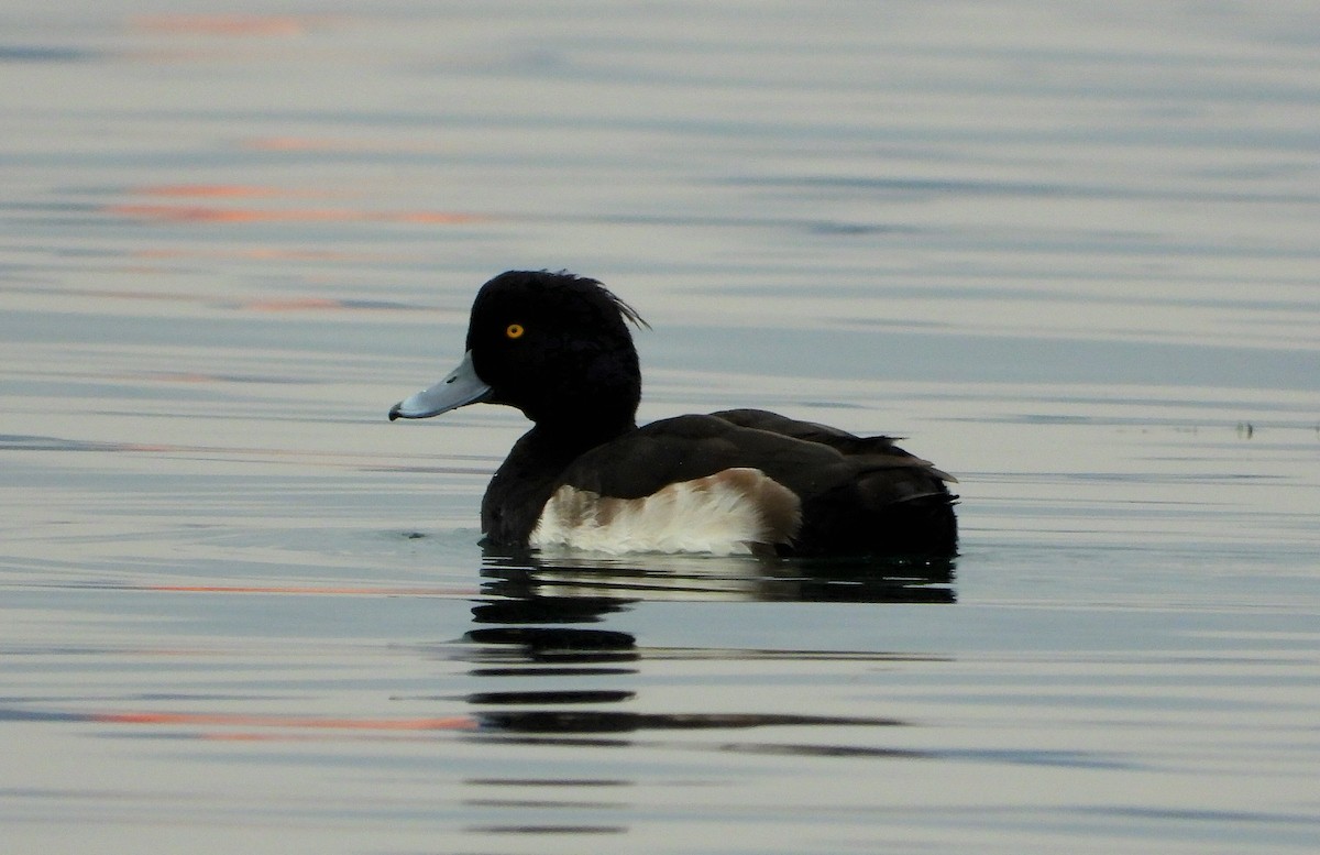 polák chocholačka - ML647134238