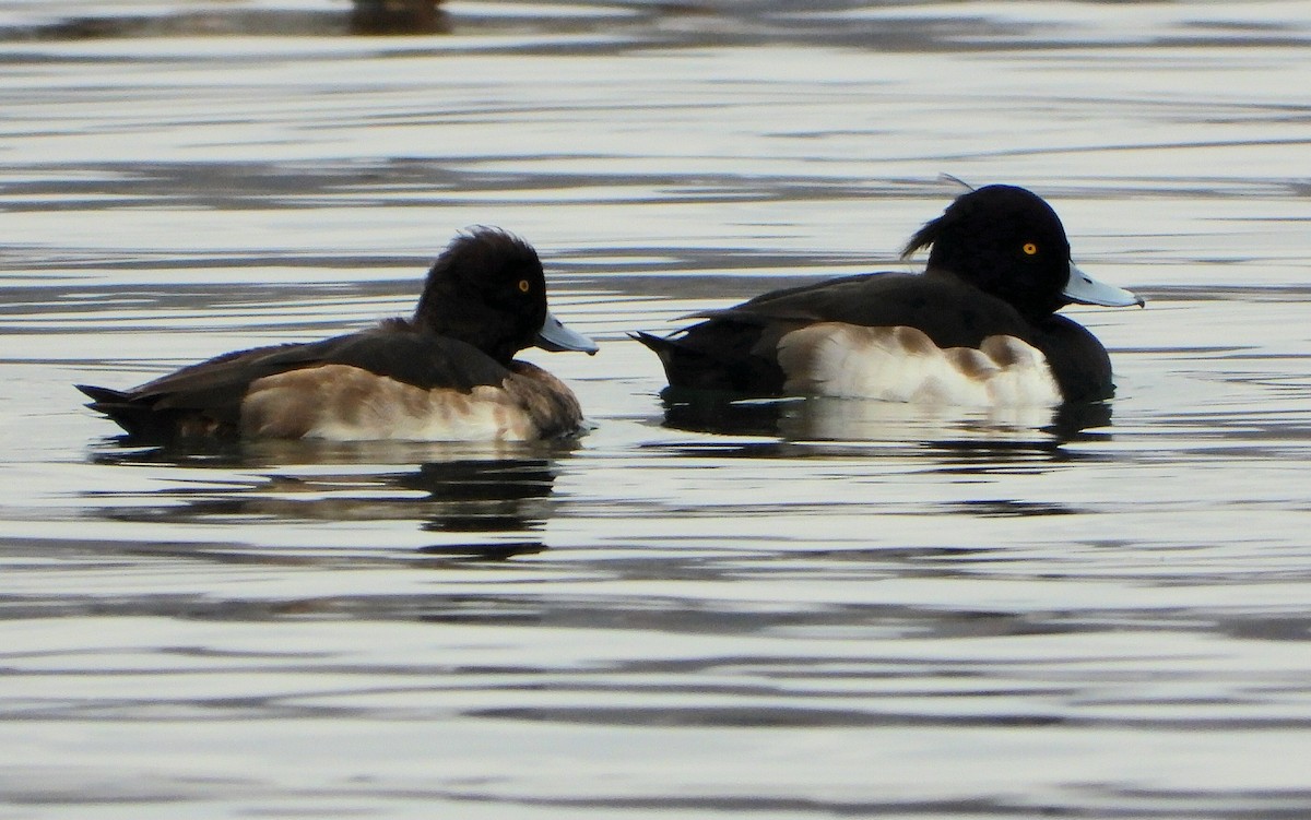 polák chocholačka - ML647134239
