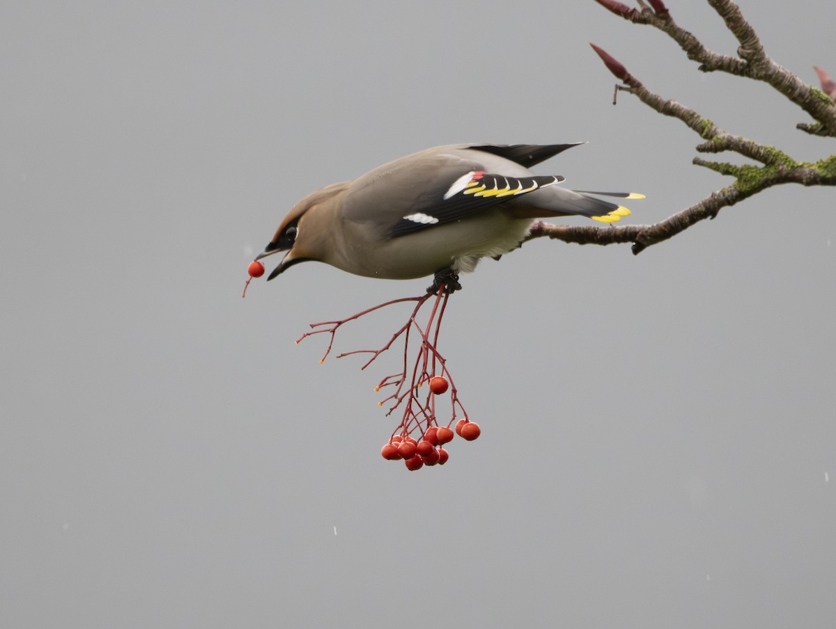 brkoslav severní - ML647134240