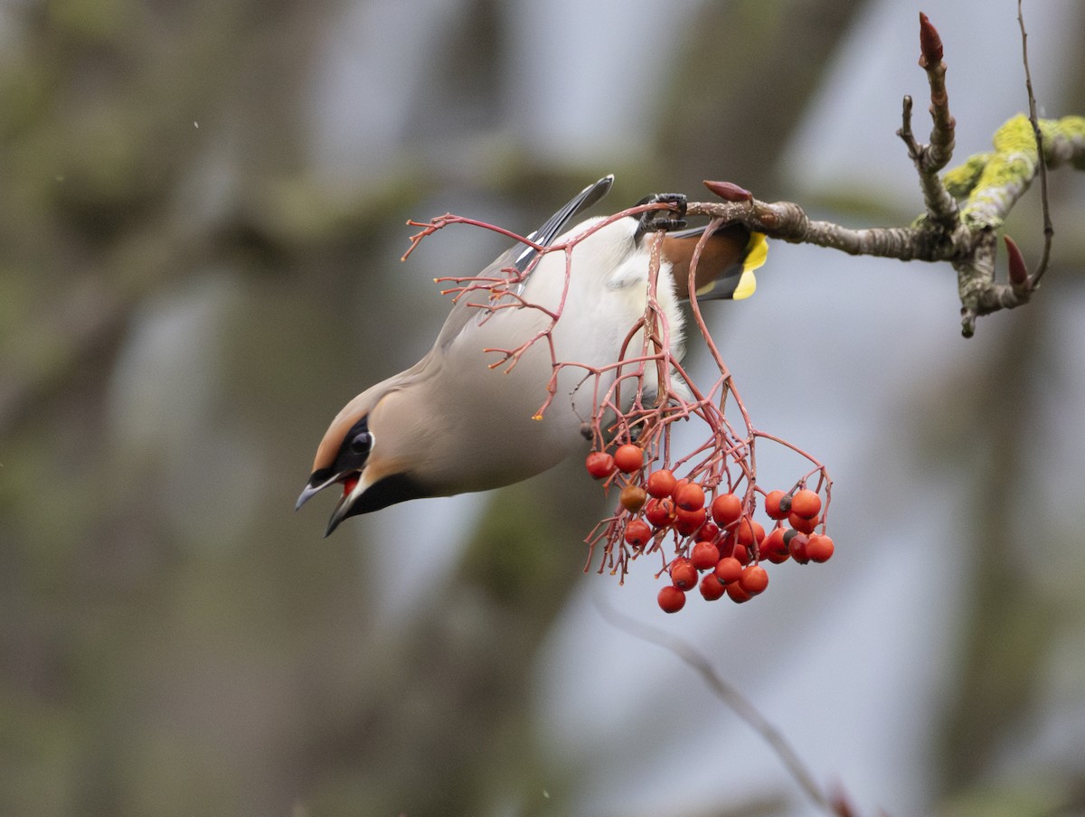 brkoslav severní - ML647134241