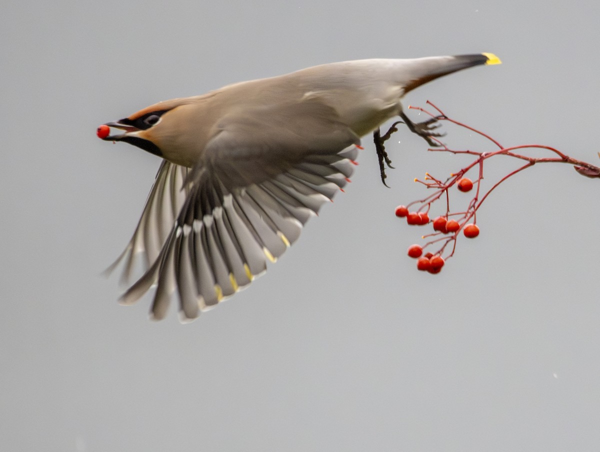 brkoslav severní - ML647134242