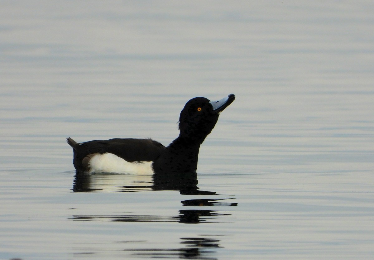 polák chocholačka - ML647134243