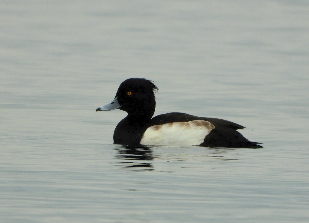 polák chocholačka - ML647134244