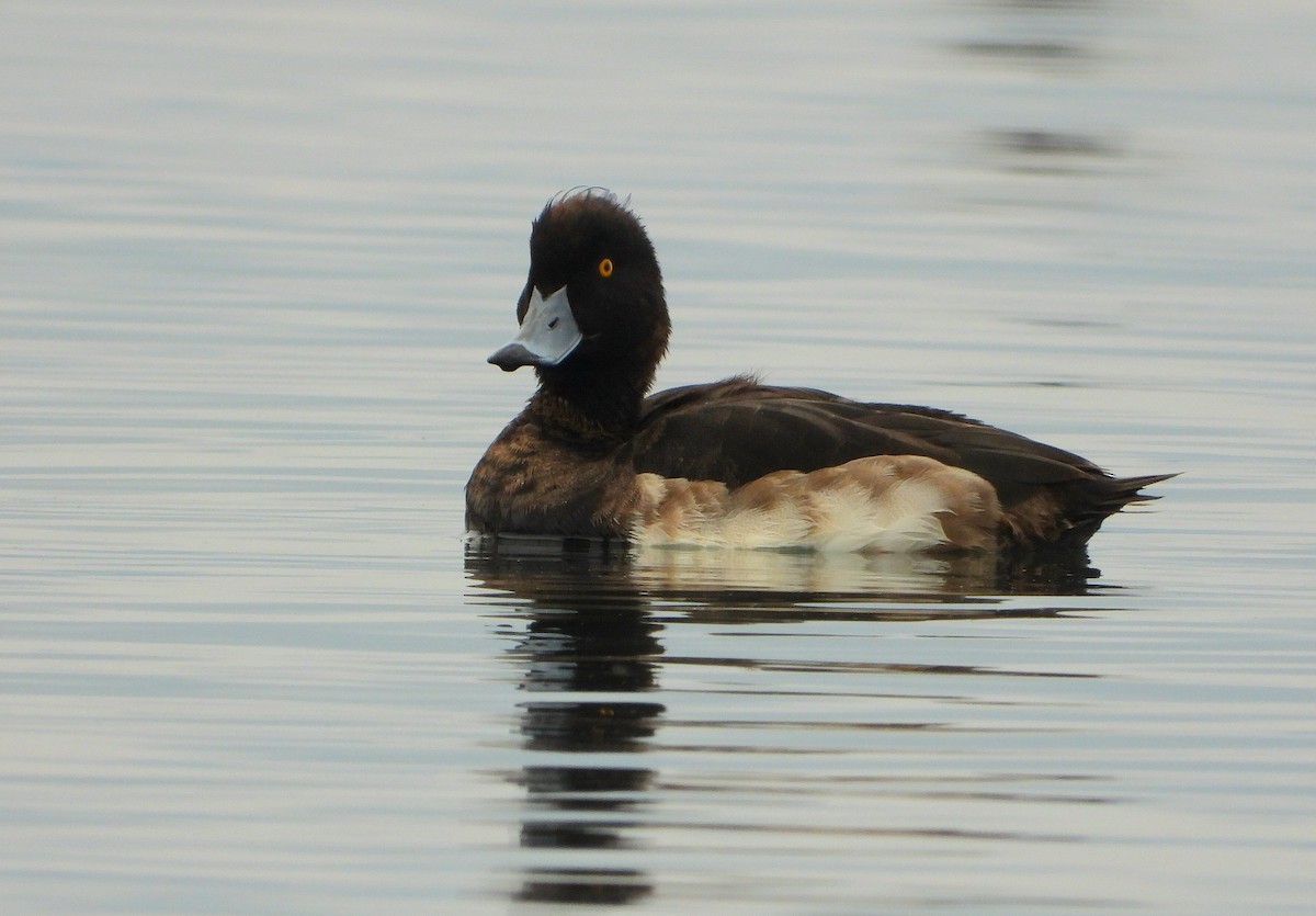 polák chocholačka - ML647134245