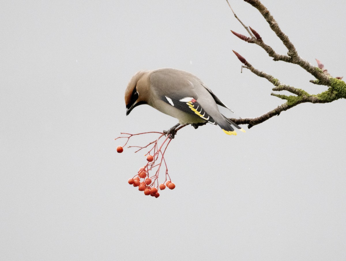 brkoslav severní - ML647134249