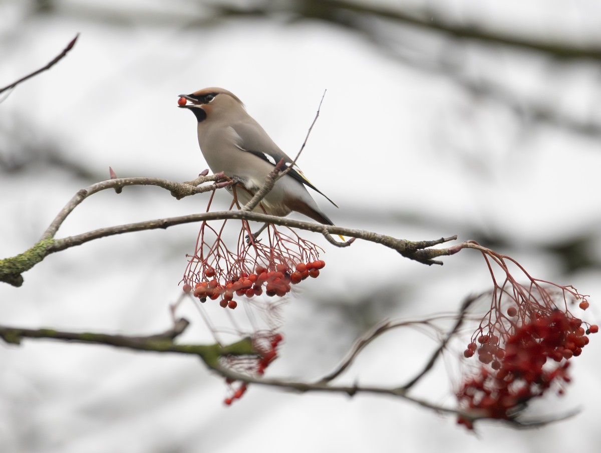 brkoslav severní - ML647134252