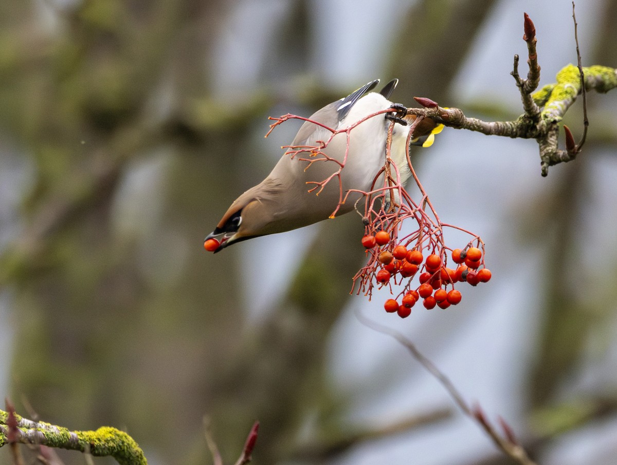 brkoslav severní - ML647134253