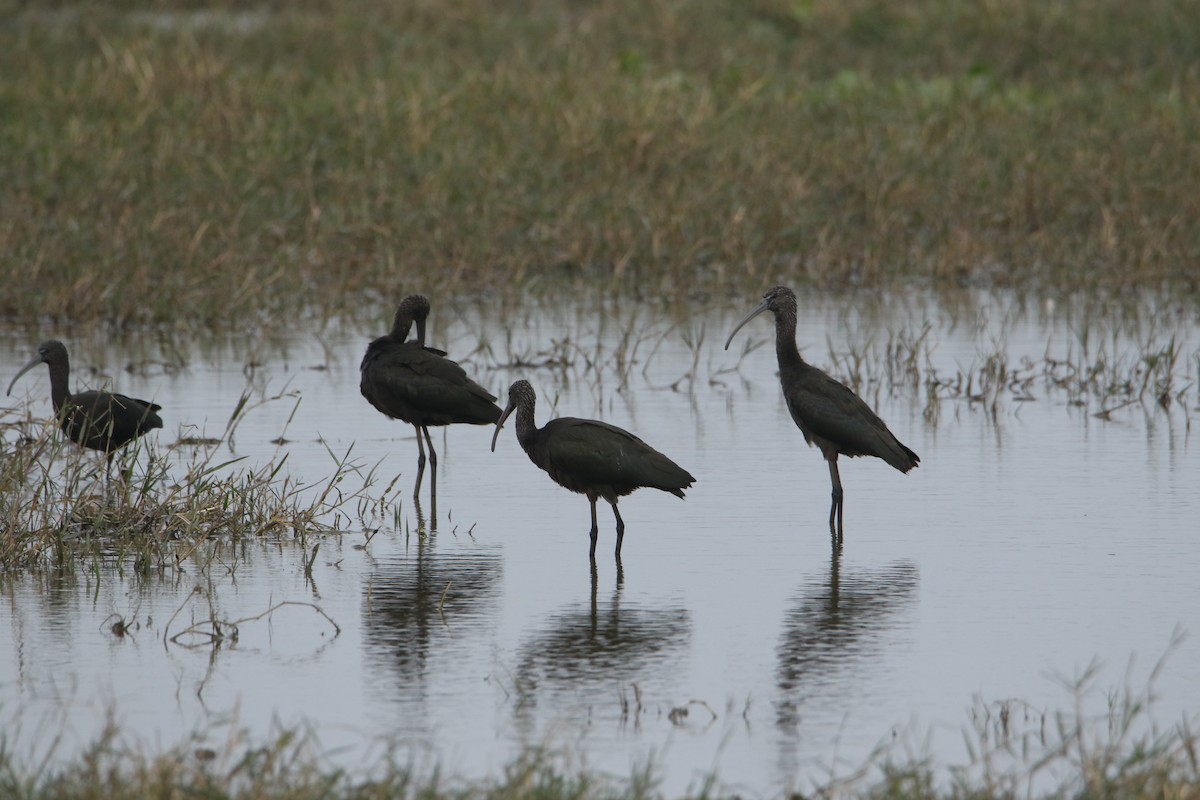 ibis hnědý - ML647134256