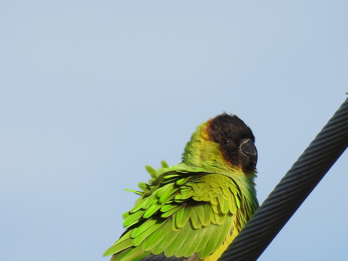 aratinga černohlavý - ML647134257