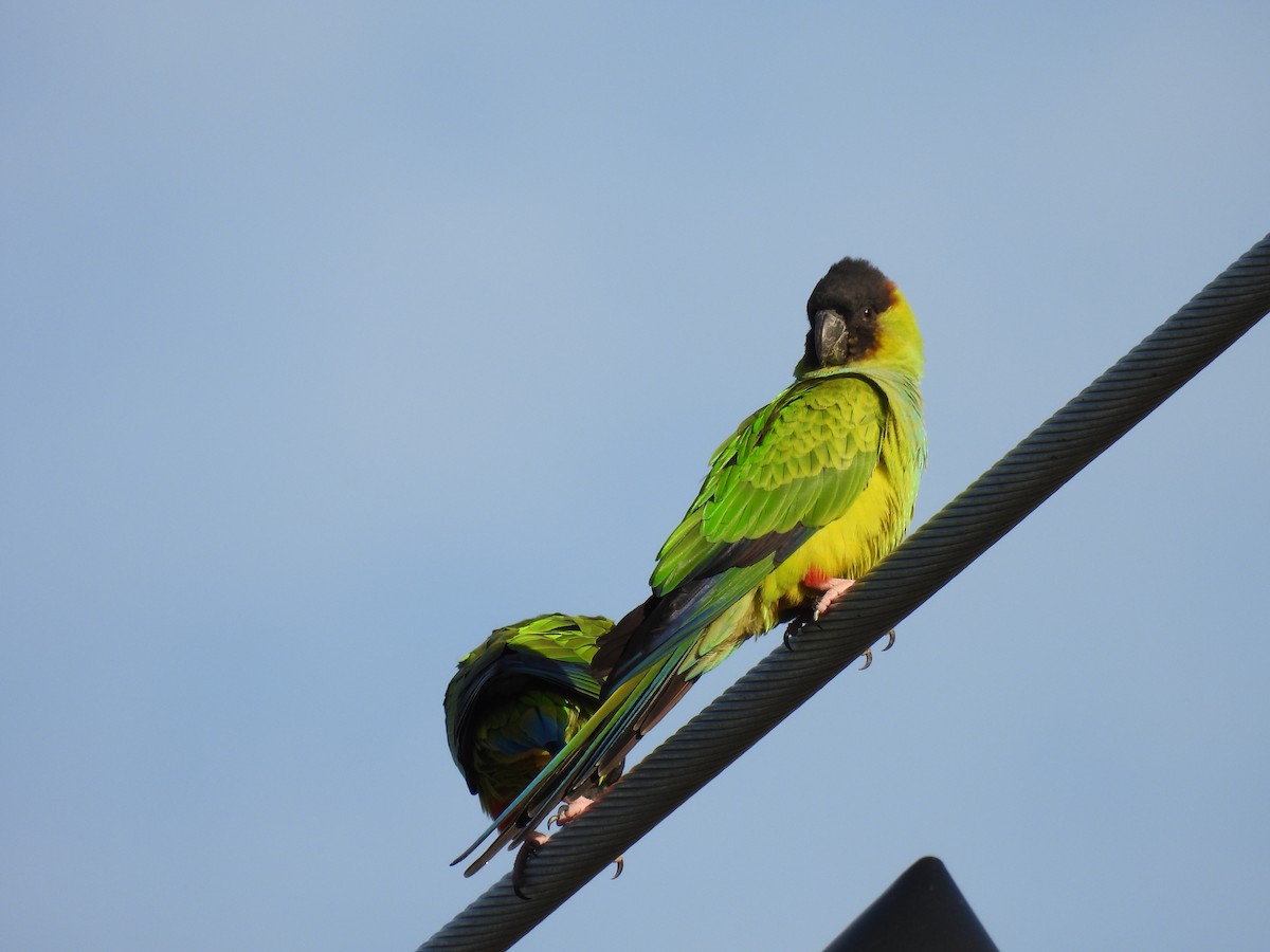 aratinga černohlavý - ML647134258