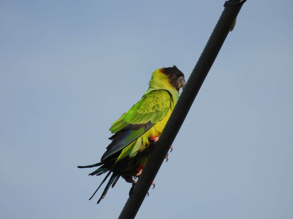 aratinga černohlavý - ML647134259