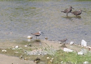 jespák obecný - ML647134261