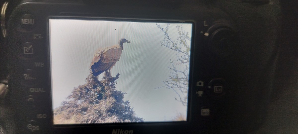 sup indický - ML647134262