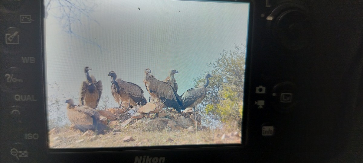 sup indický - ML647134263