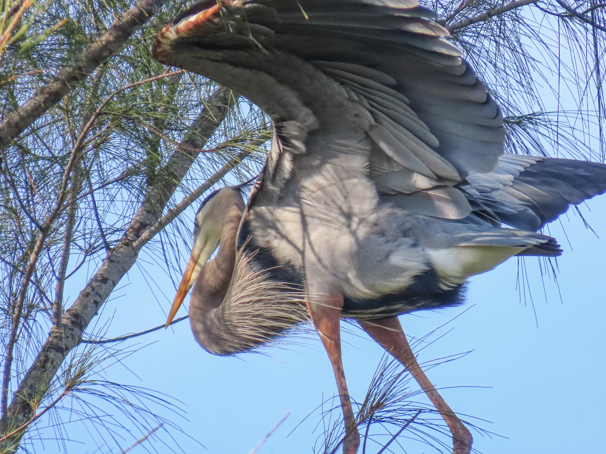 volavka velká - ML647134264