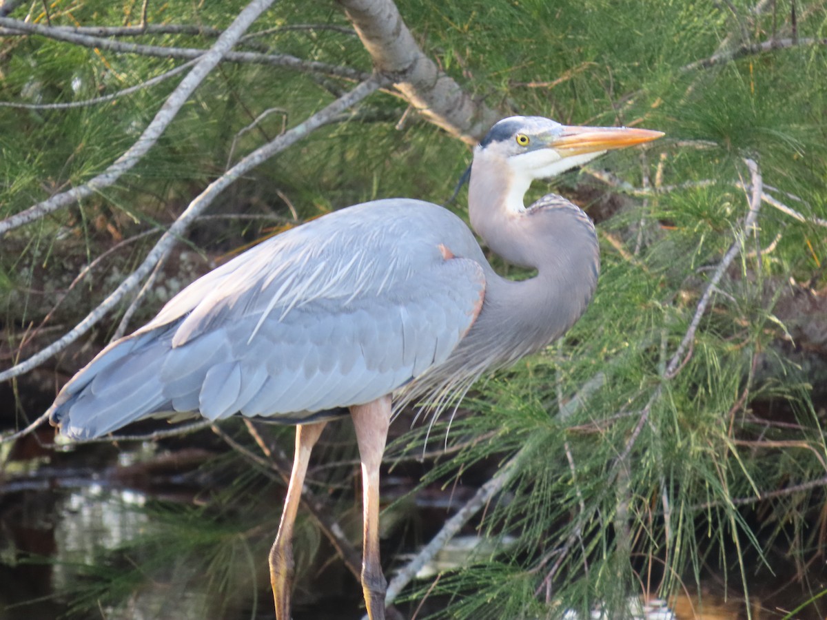 volavka velká - ML647134265