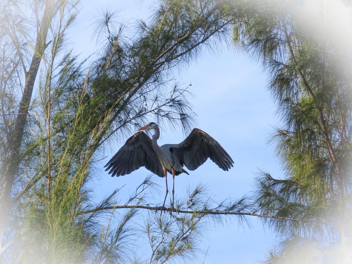 volavka velká - ML647134266